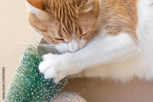 Cat with christmas decoration concept, pet toxic materials at home photo