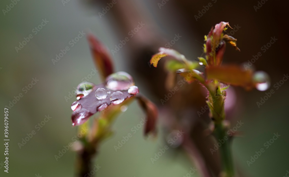 Raindrop Water drops Nature Polka dots leaf Raindrop Water drops Nature Polka dots leaf