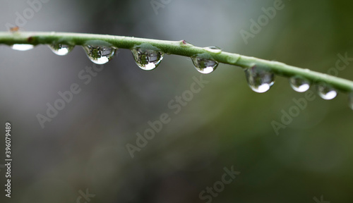Raindrop Water drops Nature Polka dots leaf