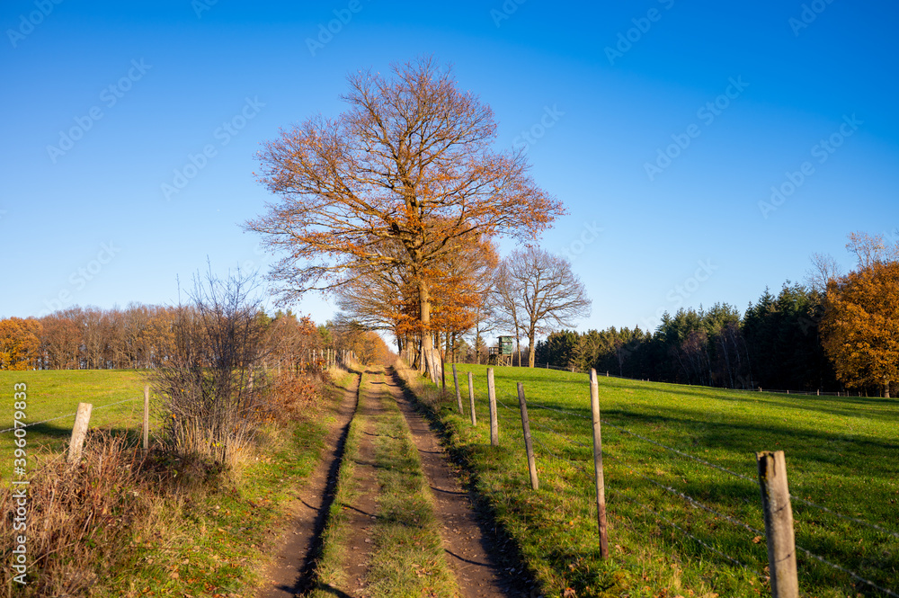 Schöner Weg mit Baum im Herbst und Sonnenuntergang Schöner Weg mit Baum im Herbst und Sonnenuntergang