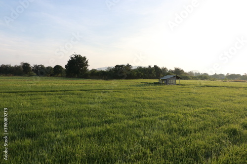 Beautiful view of the rice field in the morning