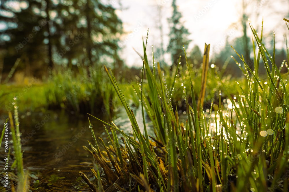 green blades of grass with dewdrops lit by the sun and lying near a frozen pond. Photographed on a cold morning in a beautiful nature reserve green blades of grass with dewdrops lit by the sun and lying near a frozen pond. Photographed on a cold morning in a beautiful nature reserve