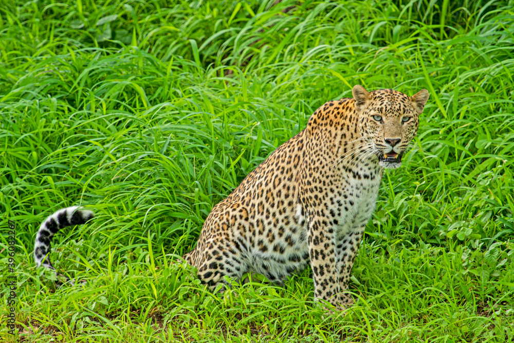 Obraz premium leopard in the jungle