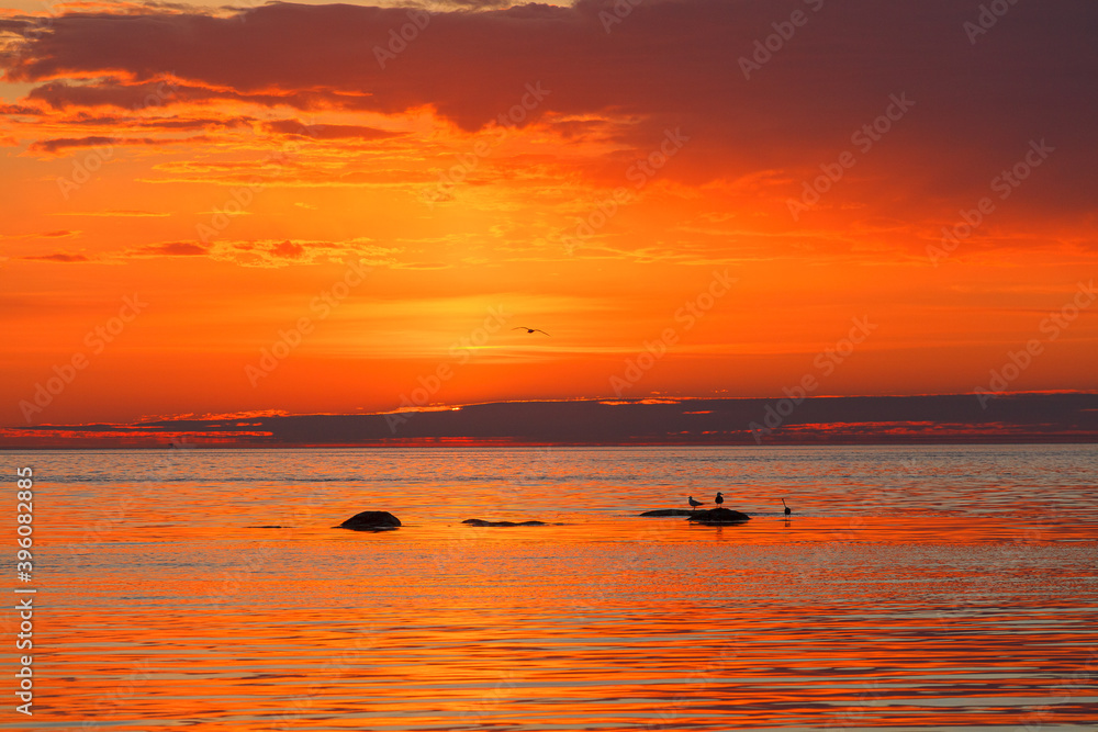 Sea bird silhouettes on stones in the sea. The amazing sunset, orange colored. Telephoto lens.