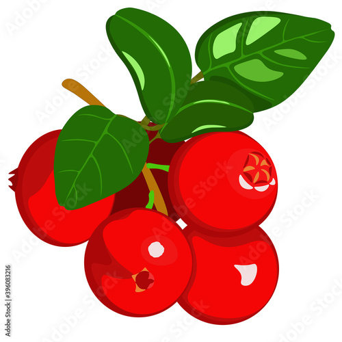Clipart, cranberry isolated on white background.