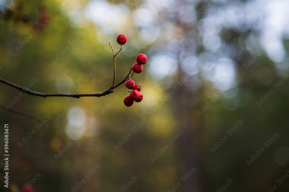 Red rowan berries close up against autumn background with bokeh Red rowan berries close up against autumn background with bokeh