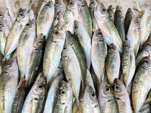 Fresh horse mackerel waiting to be sold at the fishing counter