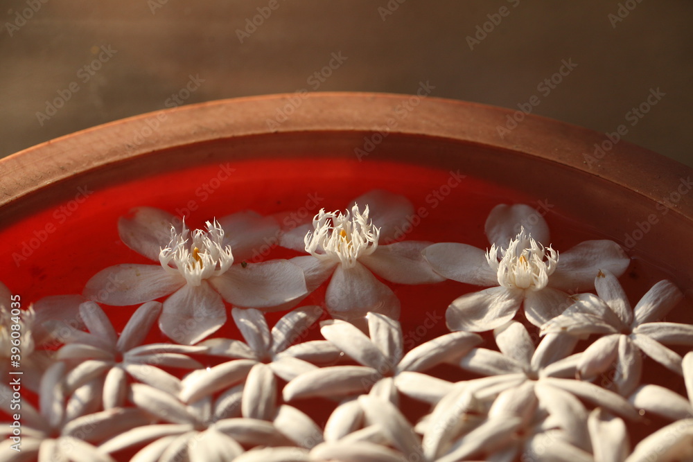 petals of white tropical flowers float in water in a dish. ritual offering ritual of Buddhism petals of white tropical flowers float in water in a dish. ritual offering ritual of Buddhism