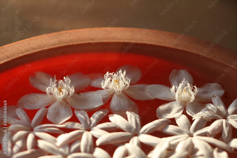 petals of white tropical flowers float in water in a dish. ritual offering ritual of Buddhism petals of white tropical flowers float in water in a dish. ritual offering ritual of Buddhism
