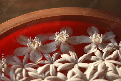 petals of white tropical flowers float in water in a dish. ritual offering ritual of Buddhism