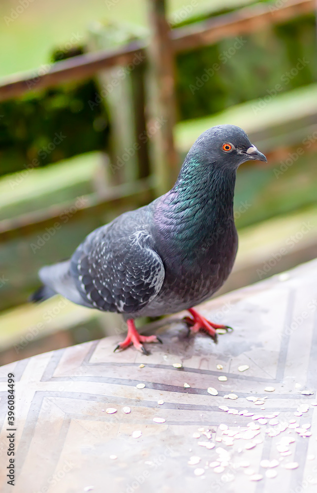 Funny Pigeon bird eating rolled oats outdoors. Funny Pigeon bird eating rolled oats outdoors.