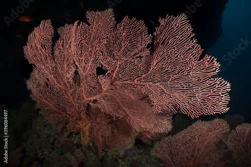 Beautiful Gorgonian ( Sea Fan). Soft coral of Maldivian reefs. Amazing underwater world of Maldives 