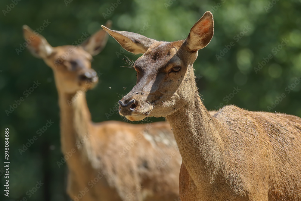 Deux biches dans une clairière