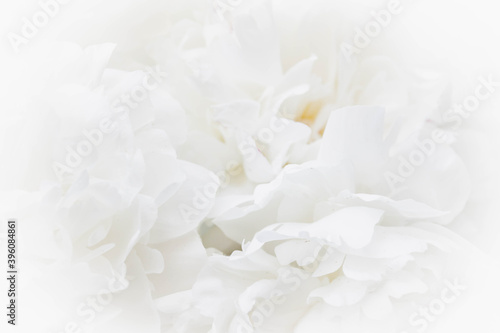 A delicate white background of the petals of the peony flower. Background. Copy space.