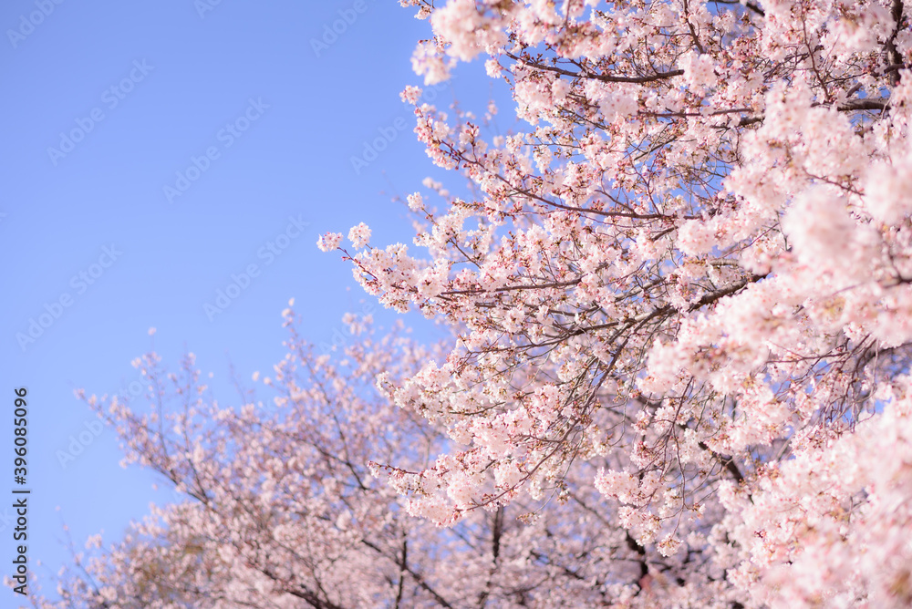 満開の桜と青空