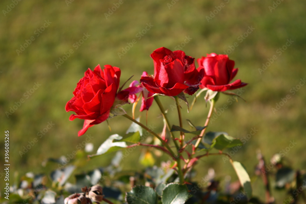 Nahaufnahme von roten Rosen in der Morgensonne Nahaufnahme von roten Rosen in der Morgensonne