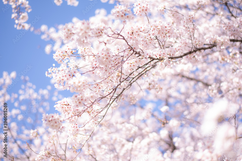 キラキラした桜