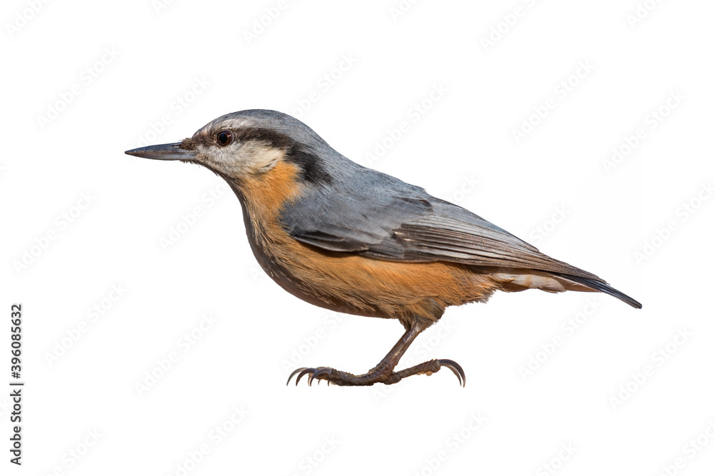 Eurasian nuthatch (Sitta europaea) profile isolated on white background Eurasian nuthatch (Sitta europaea) profile isolated on white background