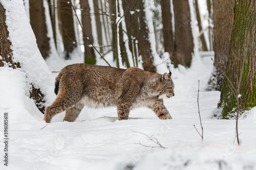 Eurasian bobcat Lynx lynx finding its path in snow-covered winter landscape