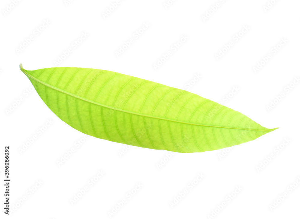 Obraz premium Fresh green plum mango leaves isolate on a white background.