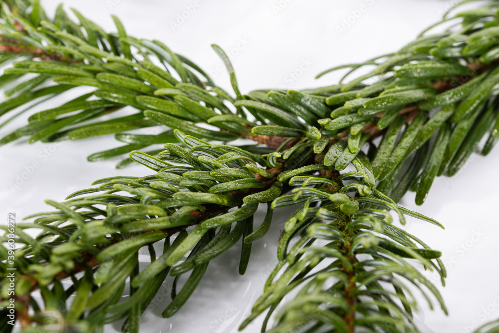 Naklejka premium Fir tree branch isolated on white, macro
