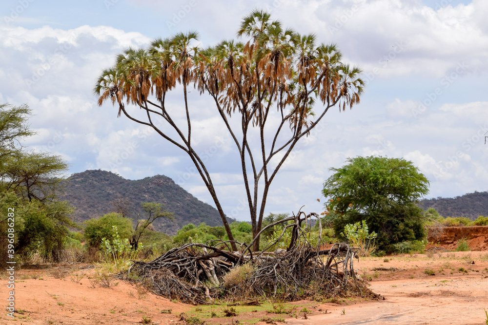 Trees growing against the scenic arid landscapes of Samburu National Reserve. Kenya