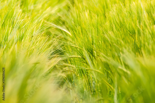 Closeup of a blurry wheat field.