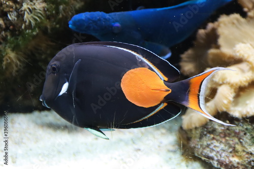 coral fish swimming in the aquarium in animal park Ouwehands in Rhenen photo