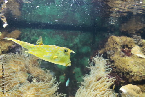 Boxfish in the aquarium swimming in animal park Ouwehands in Rhenen photo