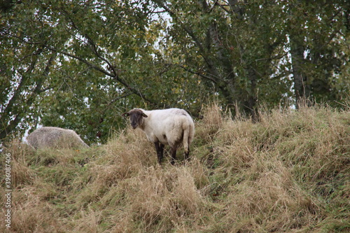 Sheep grazes on a slope along the A20 motorway in Nieuwerkerk aan den IJssel