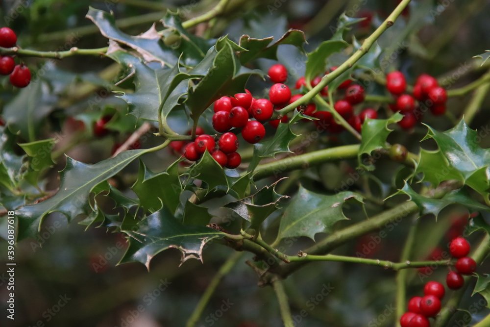 Green leaves of wild Holly with red berries Green leaves of wild Holly with red berries