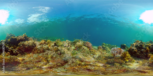 Coral reef and tropical fishes. The underwater world of the Philippines. Philippines. 360 panorama VR