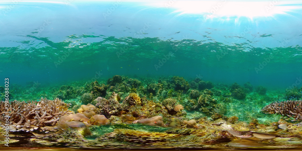 Blue Sea Water and Tropical Fish. Tropical underwater sea fish. Philippines. Virtual Reality 360.