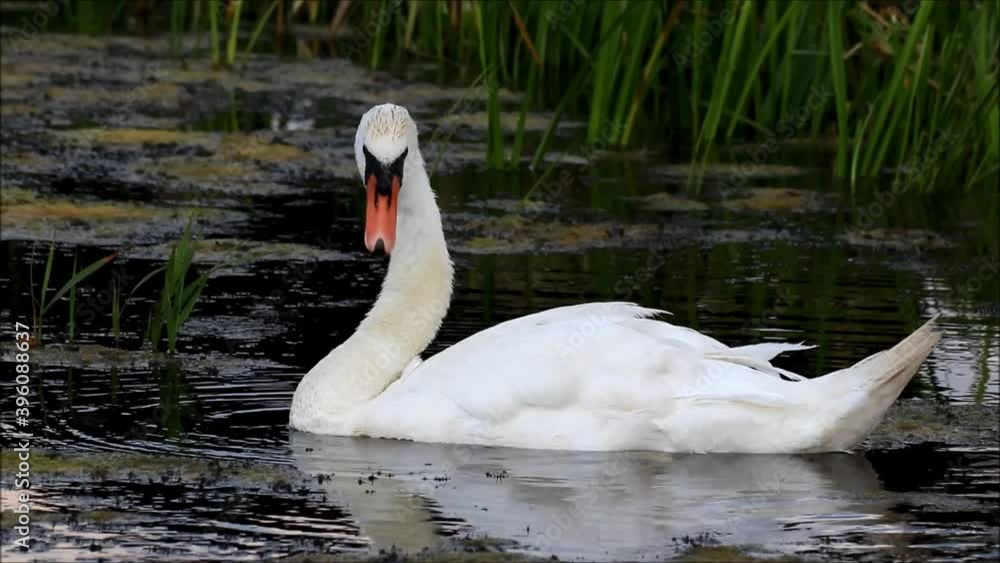 Swan Cleaning Its Feathers in water
Swan Cleaning Its Feathers in water