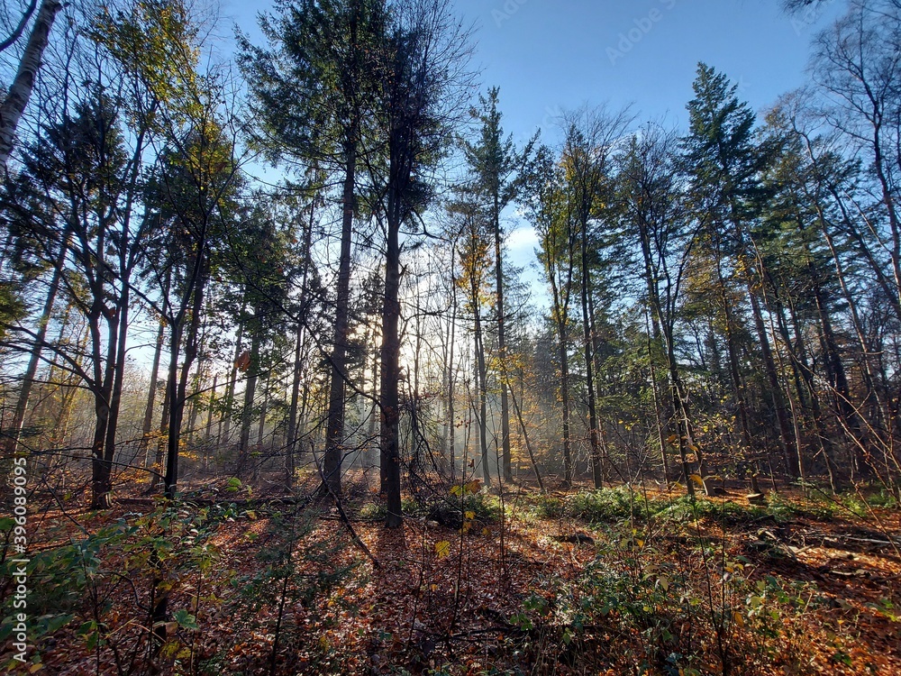 Obraz premium Sunbeams shine through the trees with leaves colored by autumn in the Kaapse Bossen