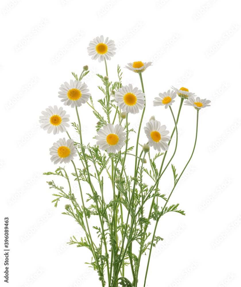 Chamomiles isolated on white background without shadow with clipping path - obrazy, fototapety, plakaty 