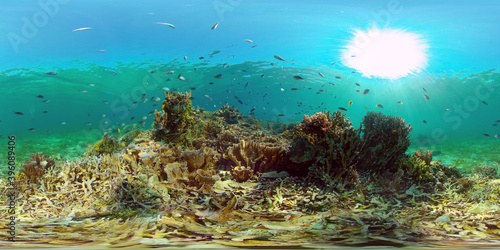 Tropical colourful underwater seascape.The underwater world with colored fish and a coral reef. Philippines. 360 panorama VR