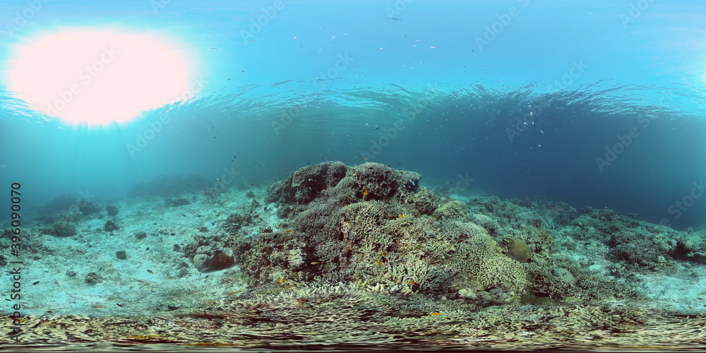 Naklejka premium Reef Coral Tropical Garden. Tropical underwater sea fish. Colourful tropical coral reef. Philippines. 360 panorama VR