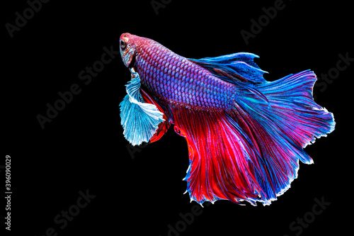 Halfmoon Betta splendens fighting fish in Thailand on isolated black background. The moving moment beautiful of blue and red Siamese betta fish with copy space.