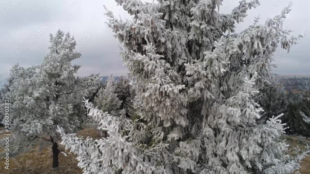 Drone camera elevating in front of a frosty pine tree at early winter. Drone camera elevating in front of a frosty pine tree at early winter.