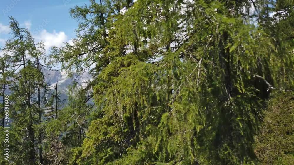 Kamerafahrt durch einen Bergwald Kamerafahrt durch einen Bergwald