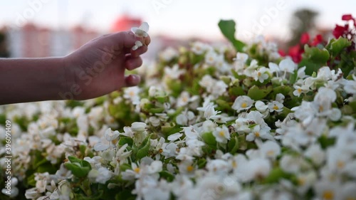 children's hand plucks flower from flowerbeds in the city