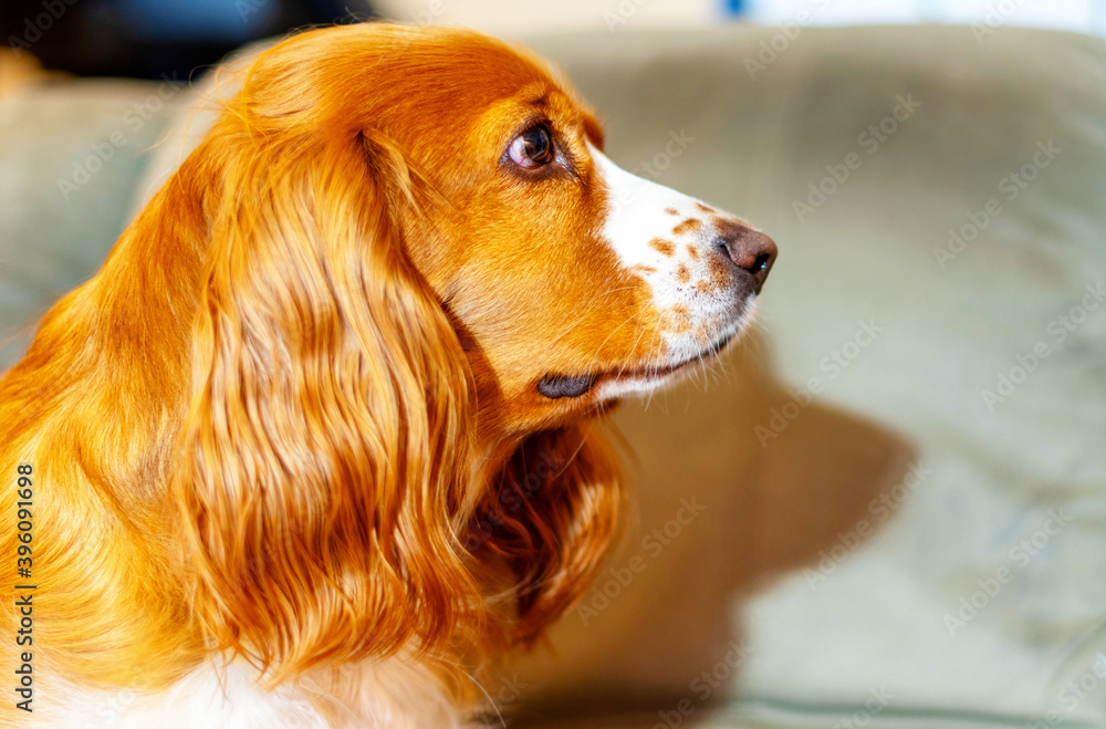 Portrait of a cute cocker spaniel dog pet sitting on a sofa