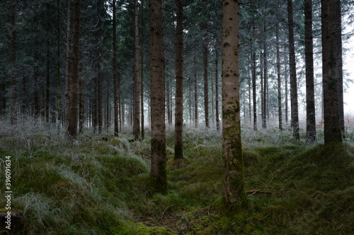 frosted forest