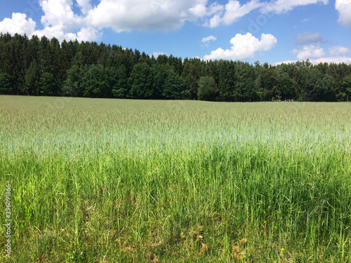 poppies in the fields of bavaria