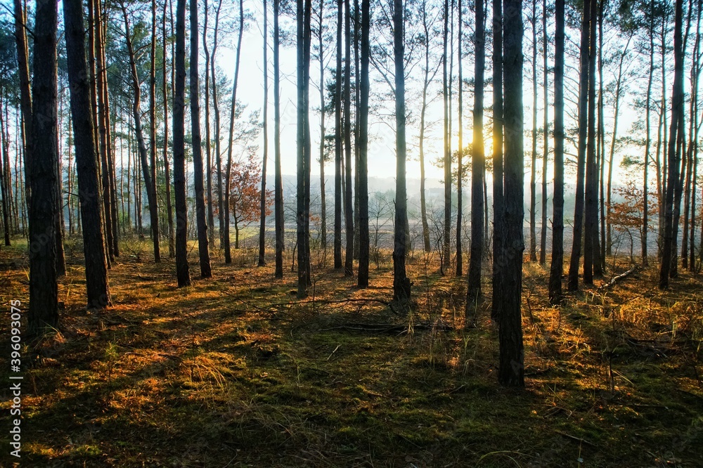 Fototapeta sunlight shining through the trees in the autumn forest