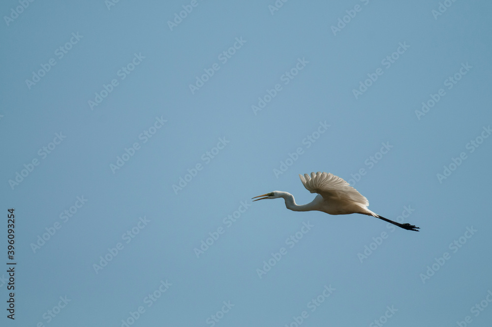 Obraz premium Great egret (Ardea alba) flying