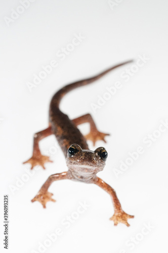 Ambrosii cave salamander (Hydromantes ambrosii) near Cinque Terre National Park, Italy.