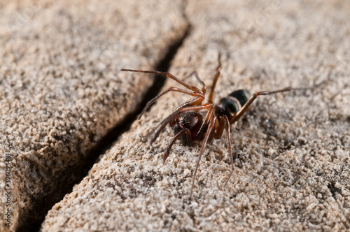 Micaria formicaria (Gnaphosidae), Italian alps. photo