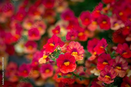 Floral background of red summer flowers close-up © Vera Verano